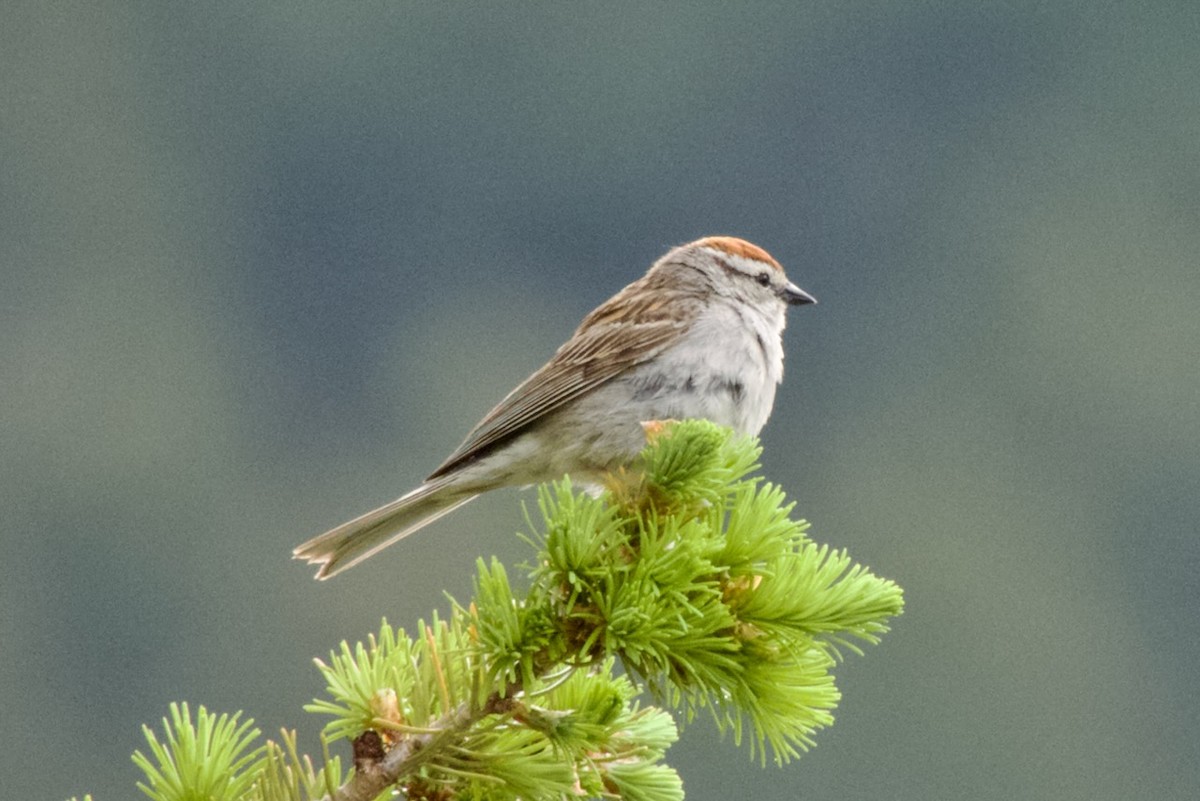Chipping Sparrow - ML620928072