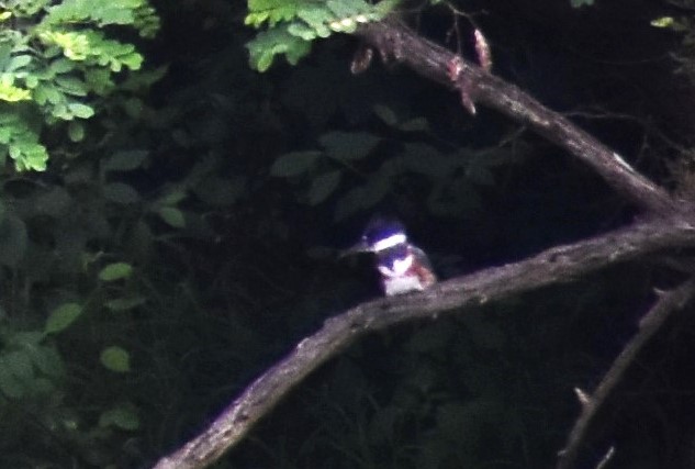 Belted Kingfisher - ML620928092