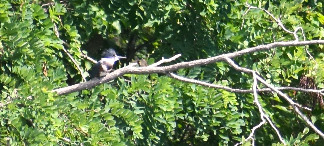 Belted Kingfisher - ML620928093