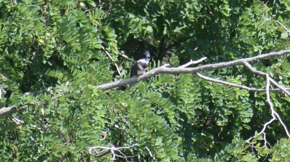Belted Kingfisher - ML620928094