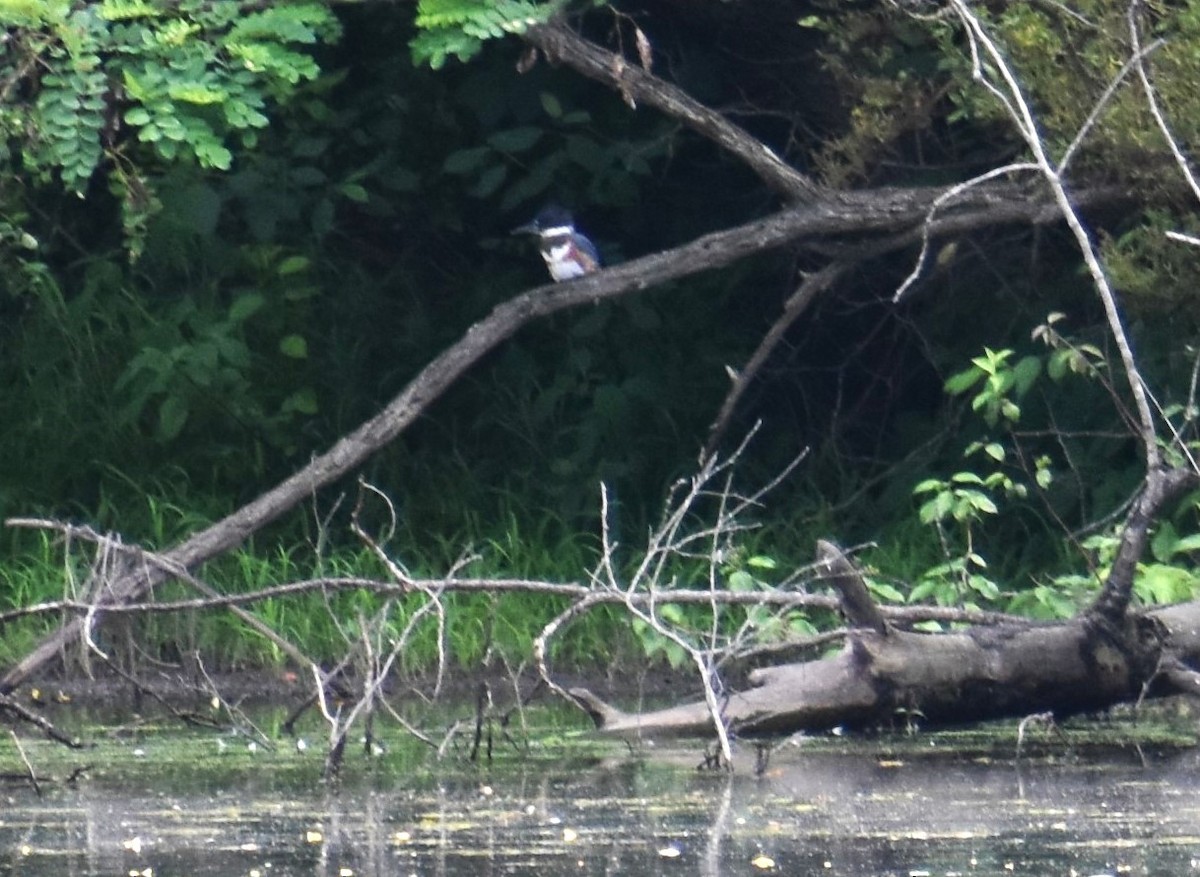 Belted Kingfisher - ML620928095