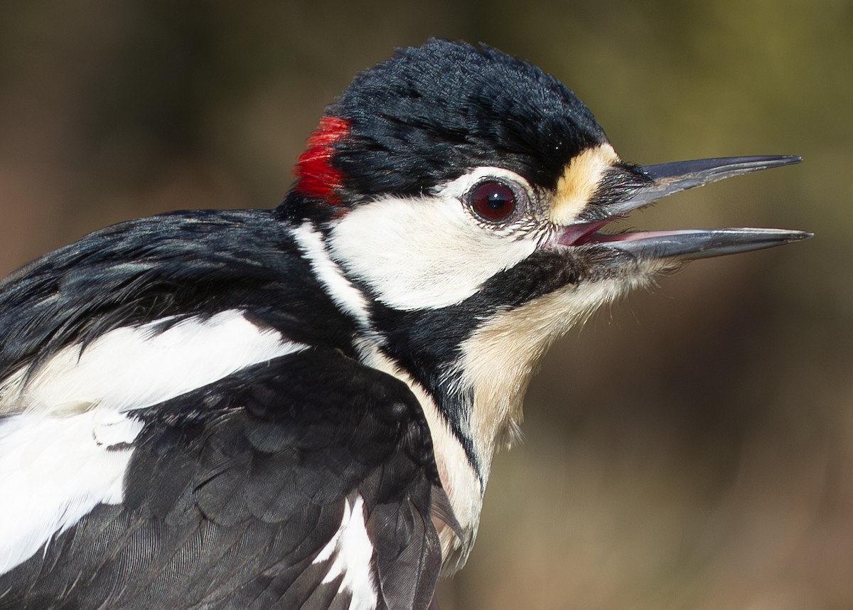 Great Spotted Woodpecker (Great Spotted) - ML620928099