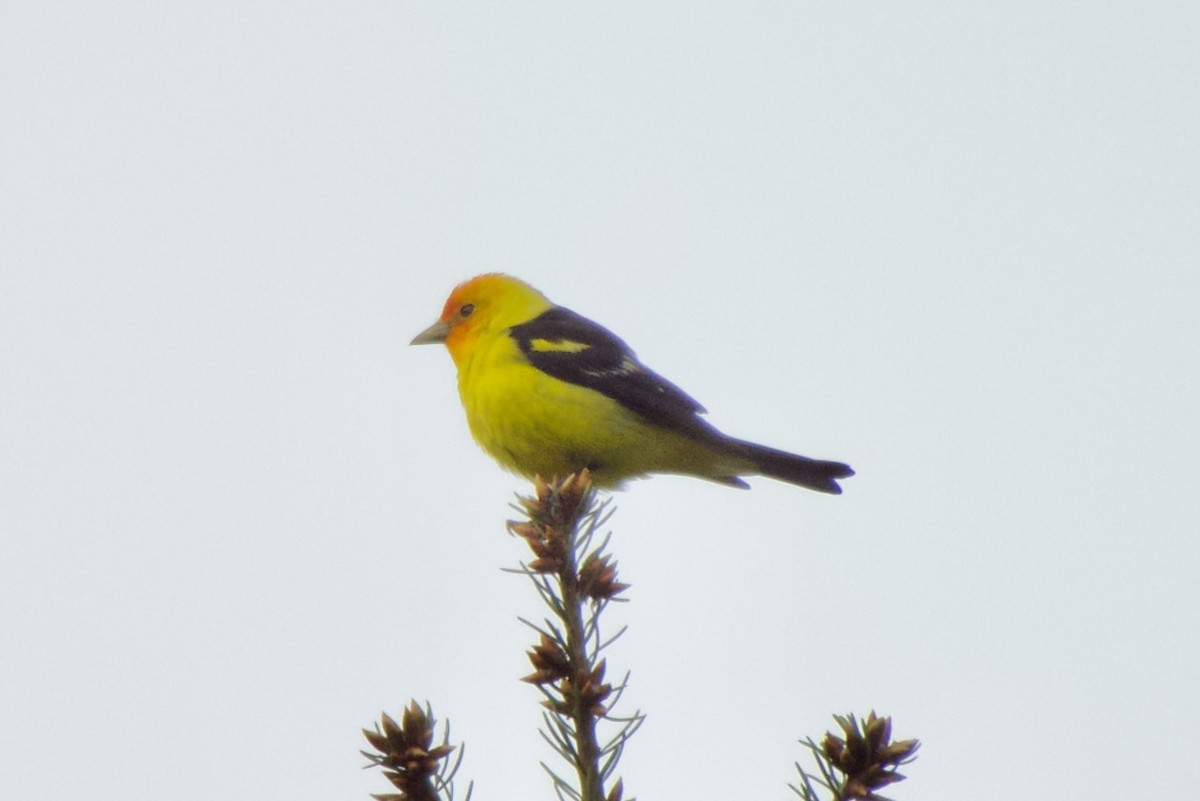 Western Tanager - ML620928100