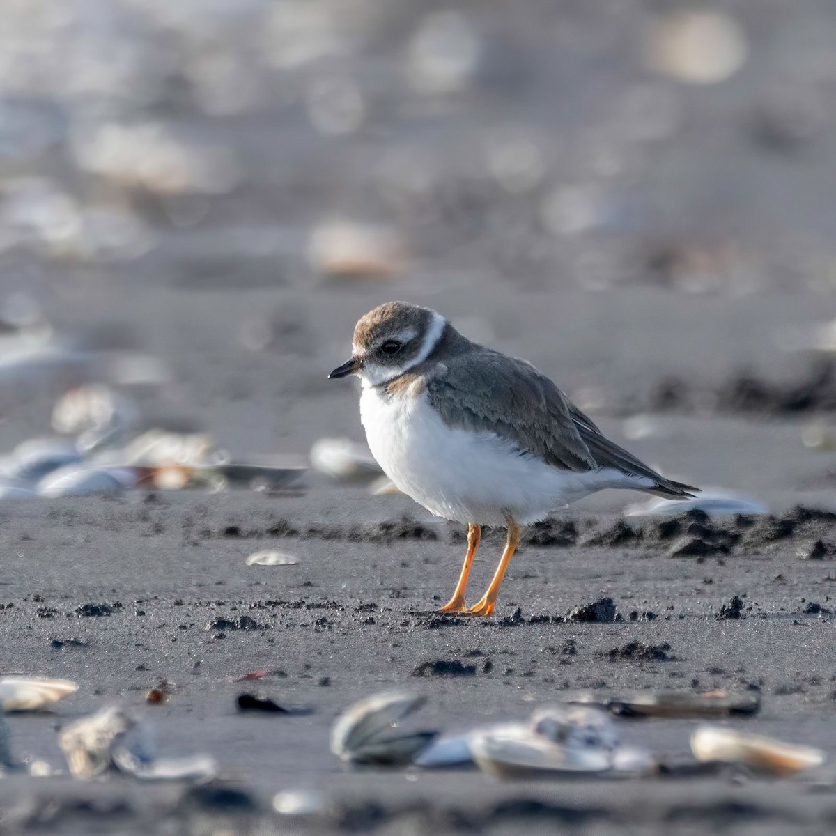 Semipalmated Plover - ML620928101
