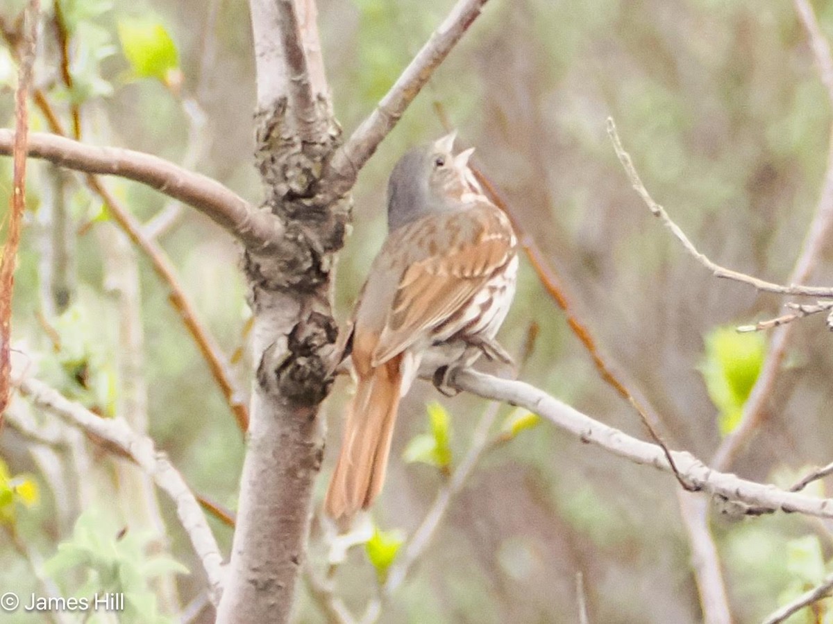 Fox Sparrow (Red) - ML620928117