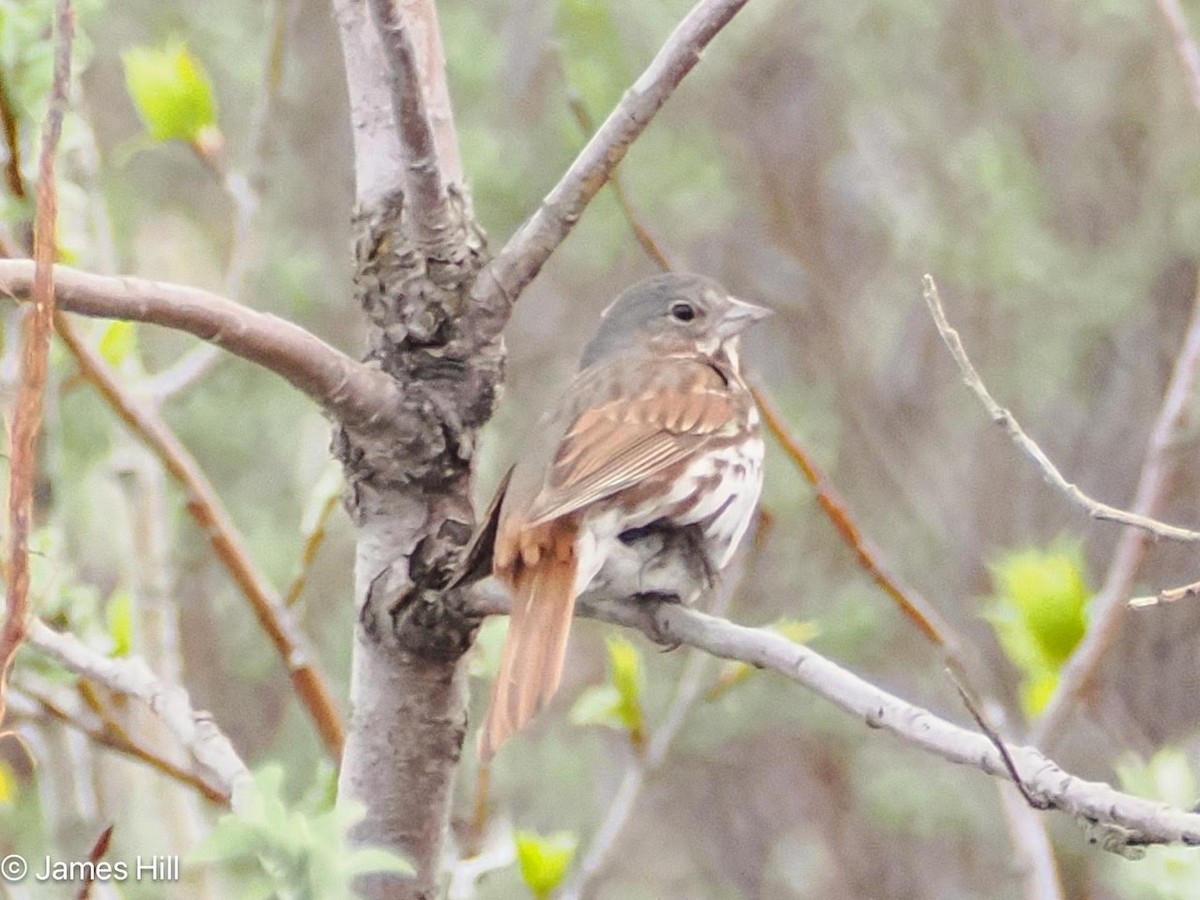 Fox Sparrow (Red) - ML620928118