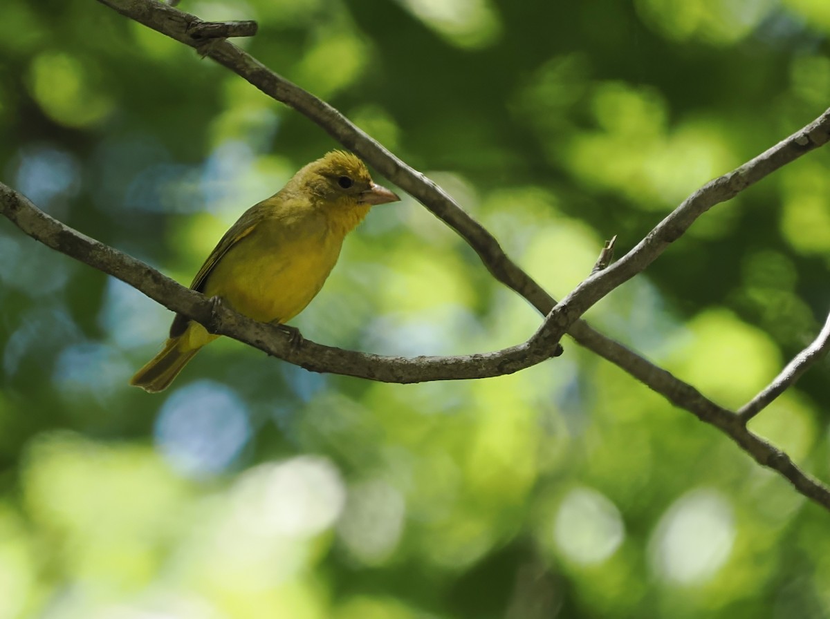 Summer Tanager - ML620928119