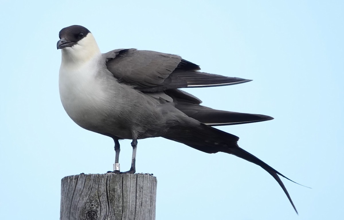 Long-tailed Jaeger - ML620928173