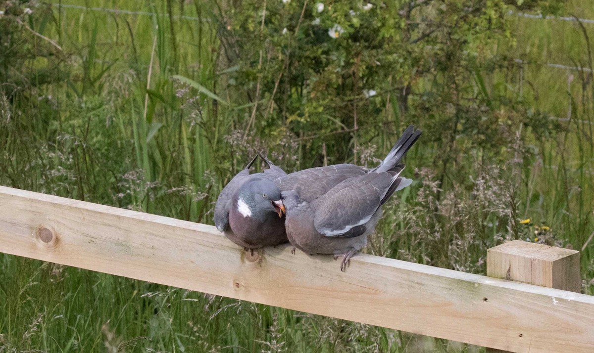Common Wood-Pigeon - ML620928183