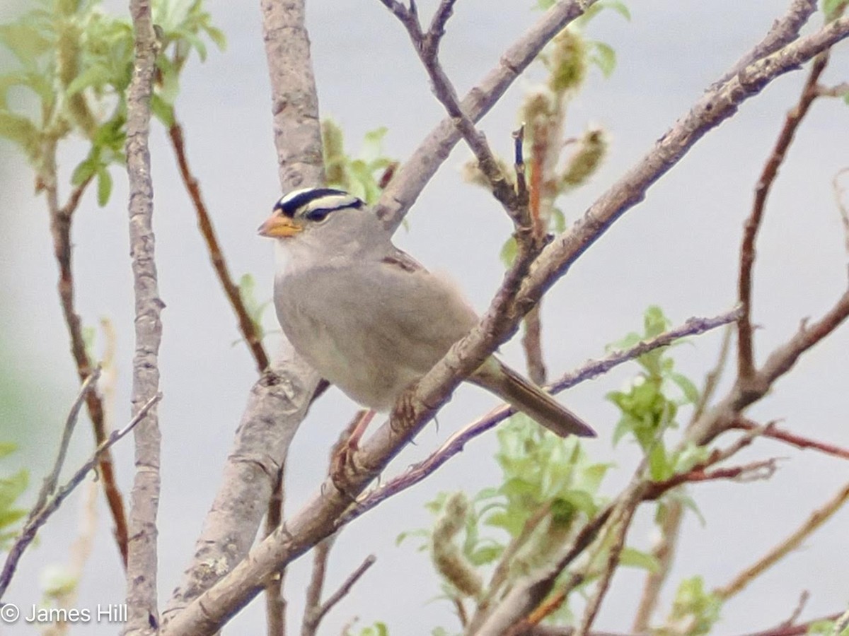 White-crowned Sparrow - ML620928185