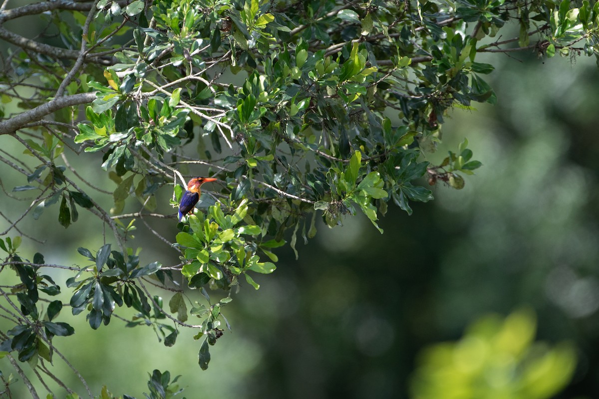 African Pygmy Kingfisher - ML620928200