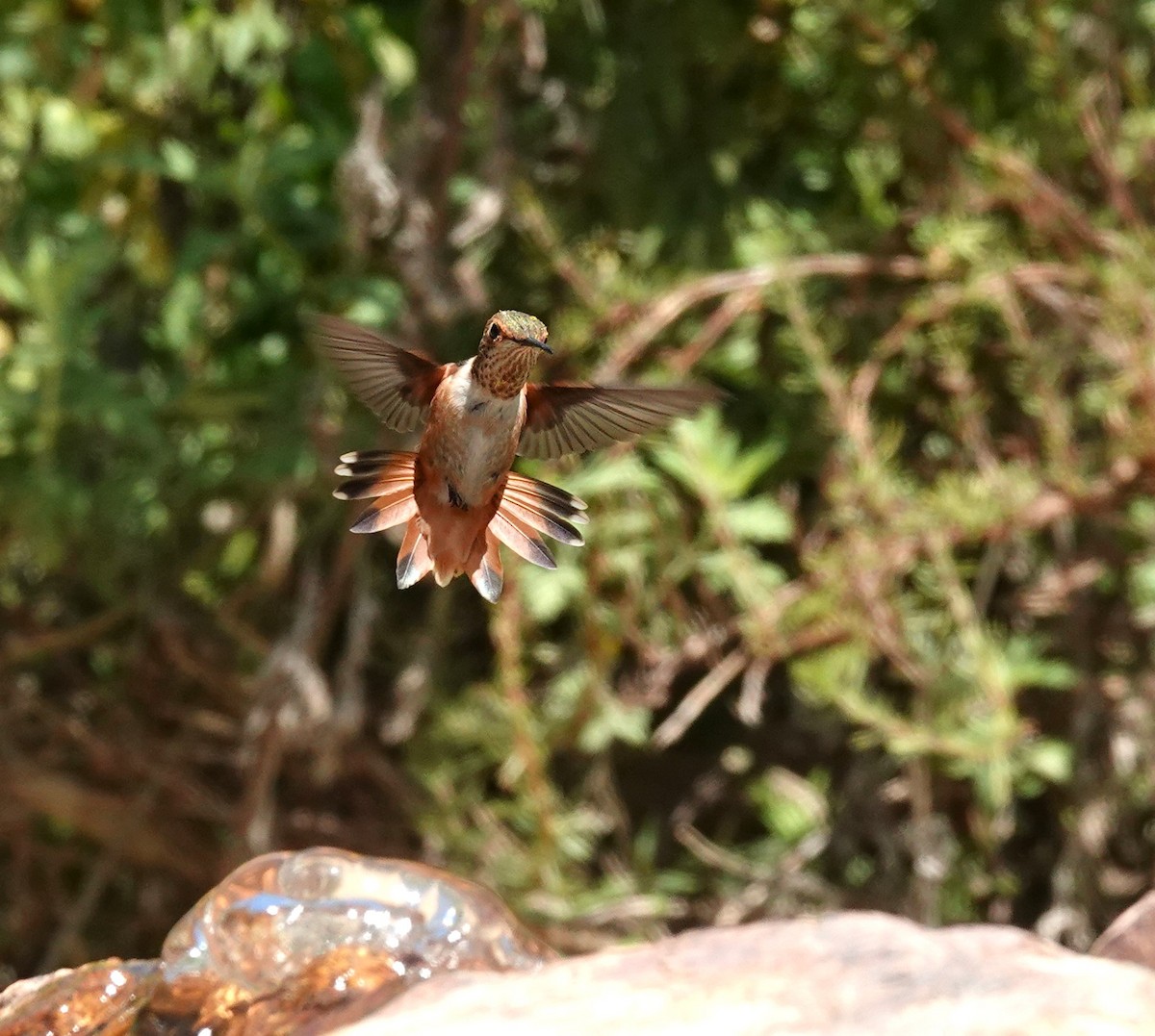 Rufous/Allen's Hummingbird - ML620928202