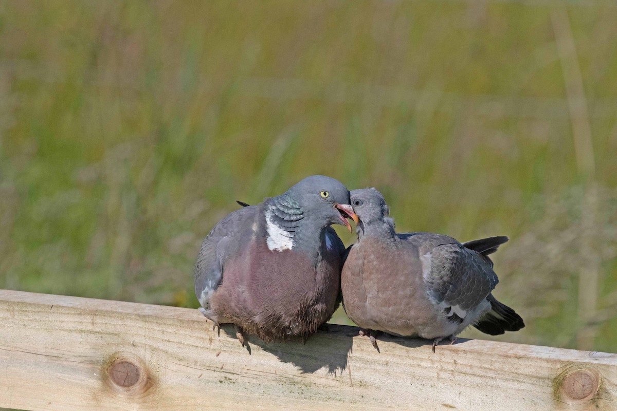Common Wood-Pigeon - ML620928204