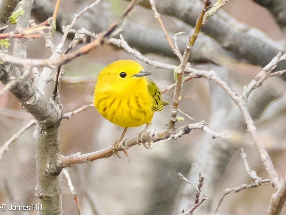 Yellow Warbler - James Hill