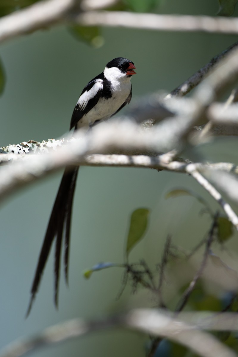 Pin-tailed Whydah - ML620928222