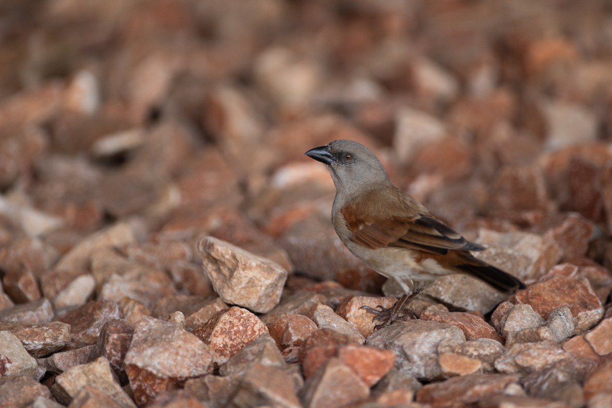 Northern Gray-headed Sparrow - ML620928225