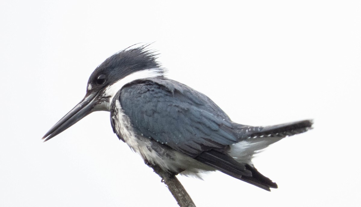 Belted Kingfisher - ML620928226