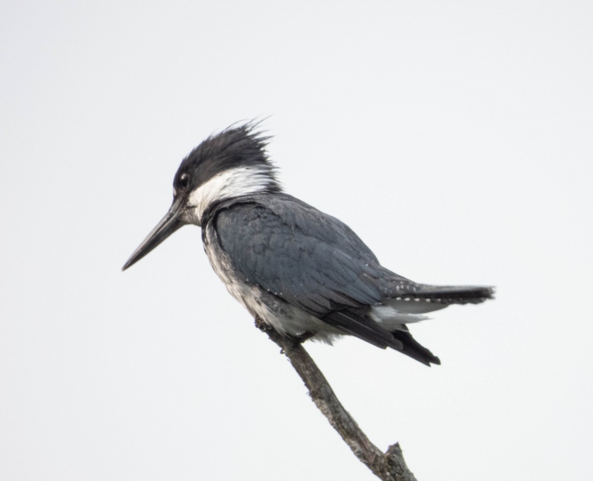 Belted Kingfisher - ML620928227