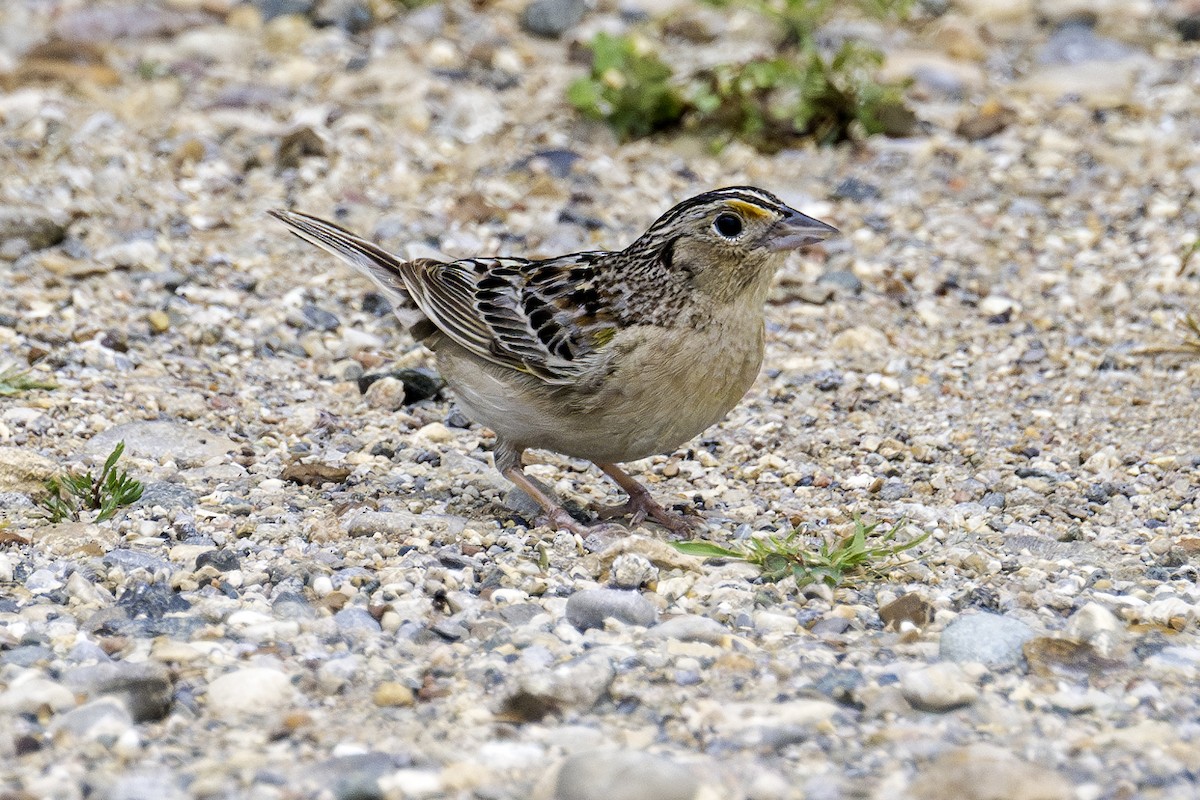 Grasshopper Sparrow - ML620928229