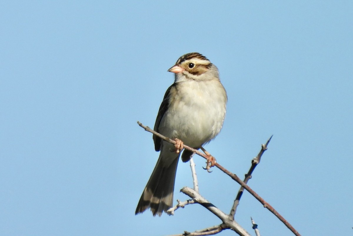 Clay-colored Sparrow - ML620928231