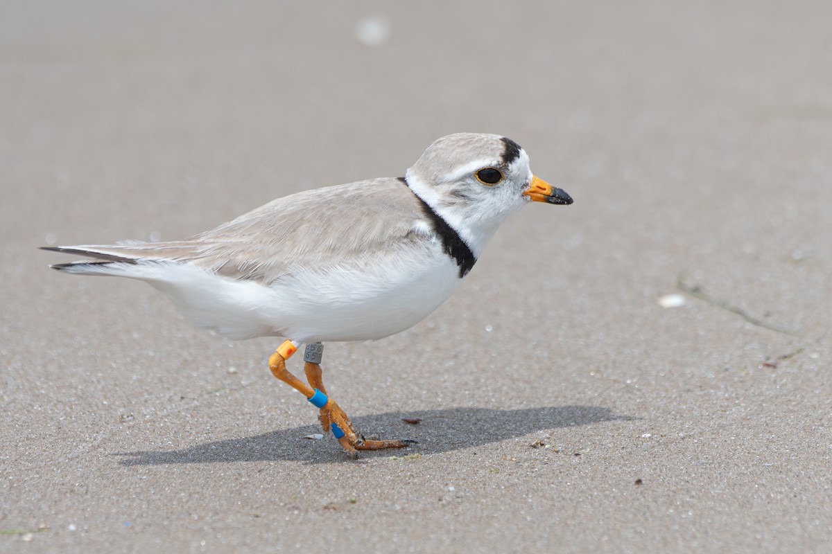 Piping Plover - ML620928232