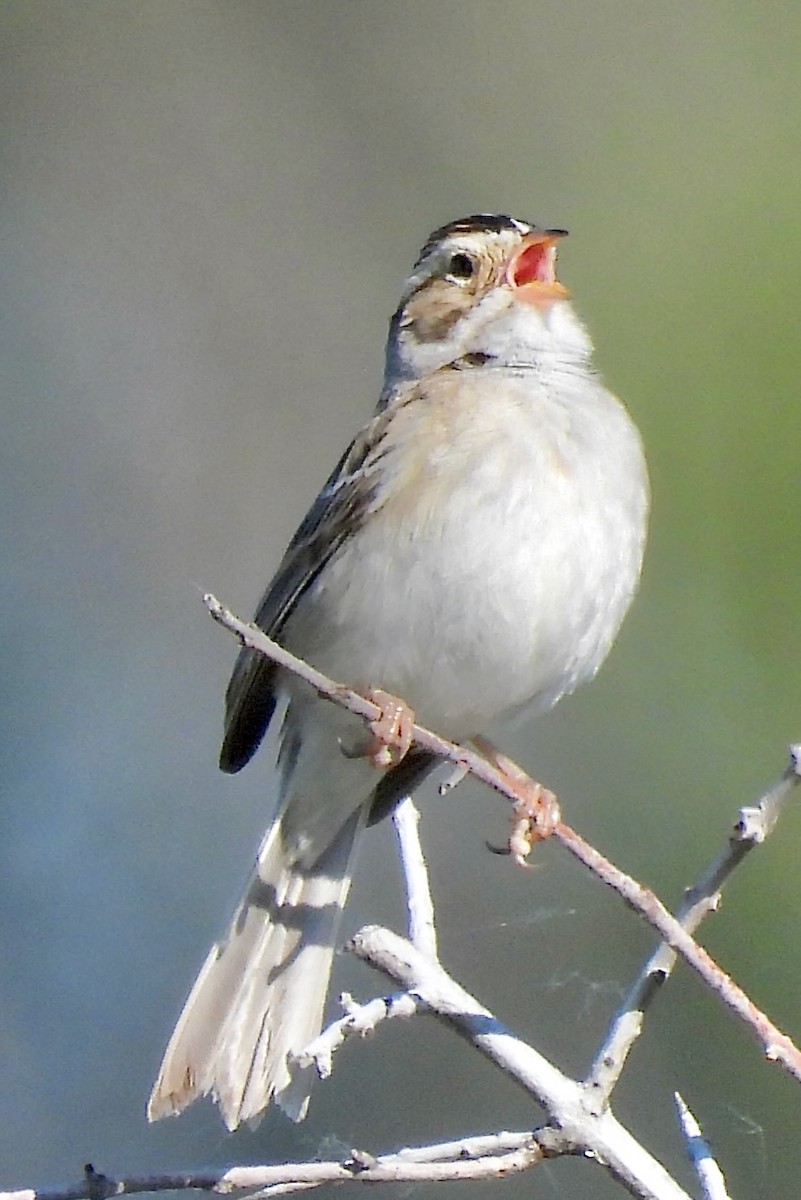 Clay-colored Sparrow - ML620928236