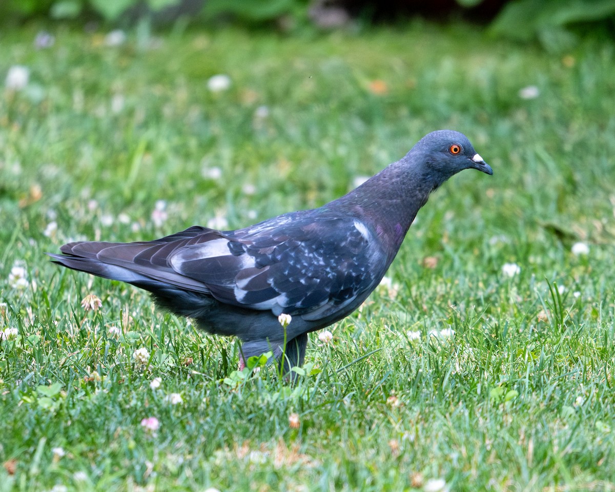 Pigeon biset (forme domestique) - ML620928238