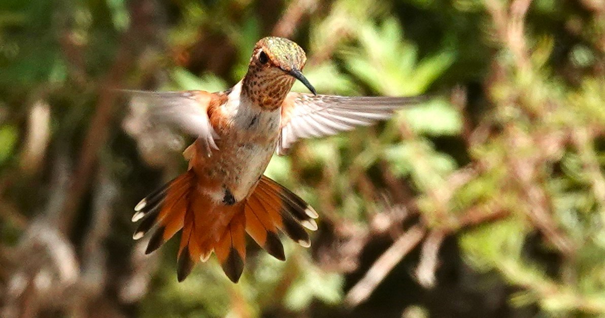 Rufous/Allen's Hummingbird - Rita Robinson