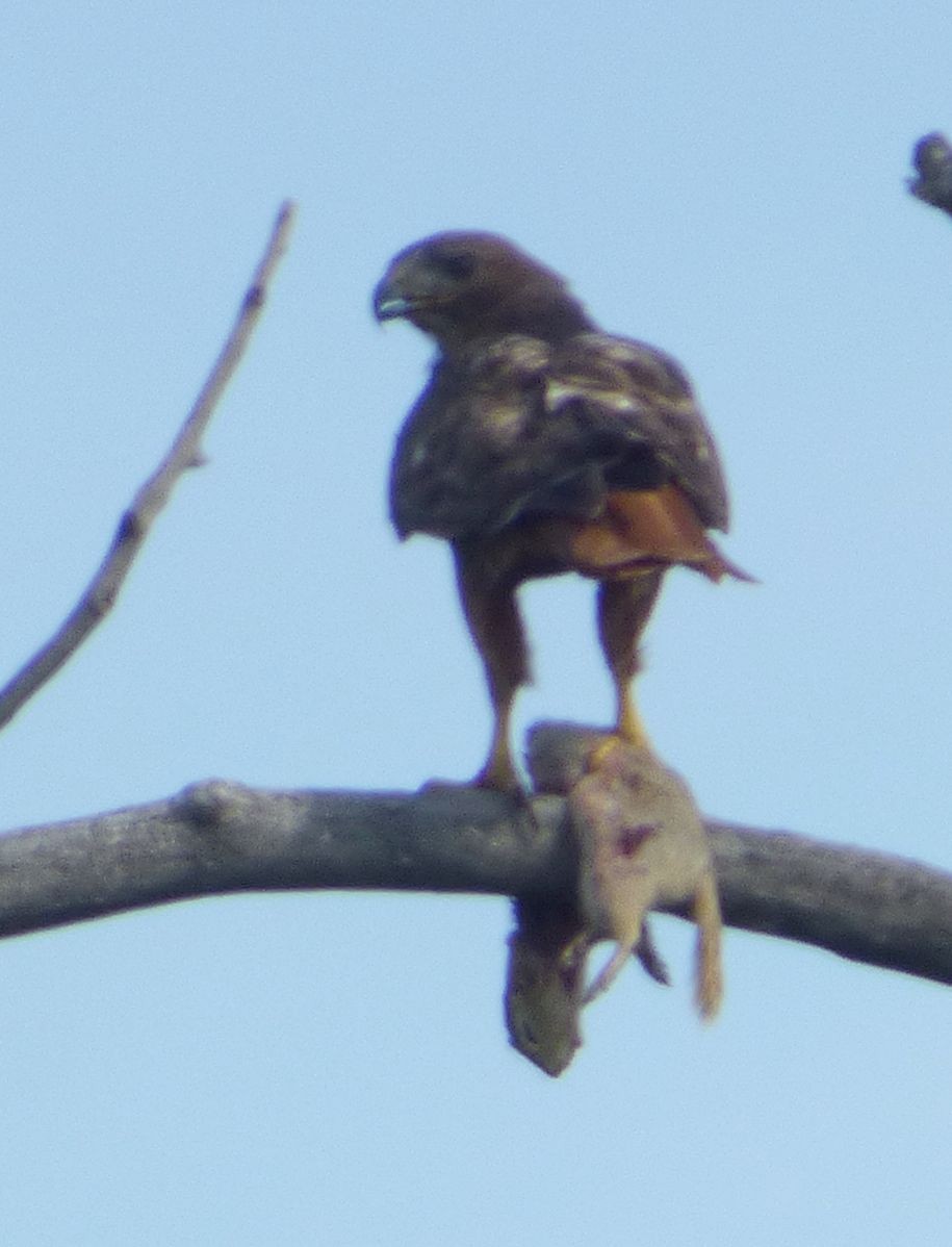 Red-tailed Hawk - ML620928350