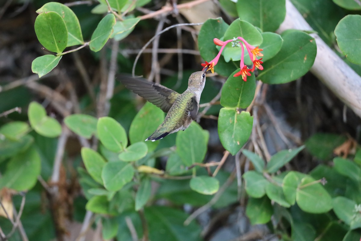 Black-chinned Hummingbird - ML620928361