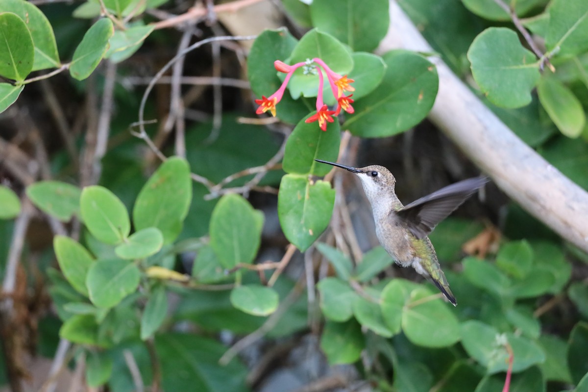 Black-chinned Hummingbird - ML620928365