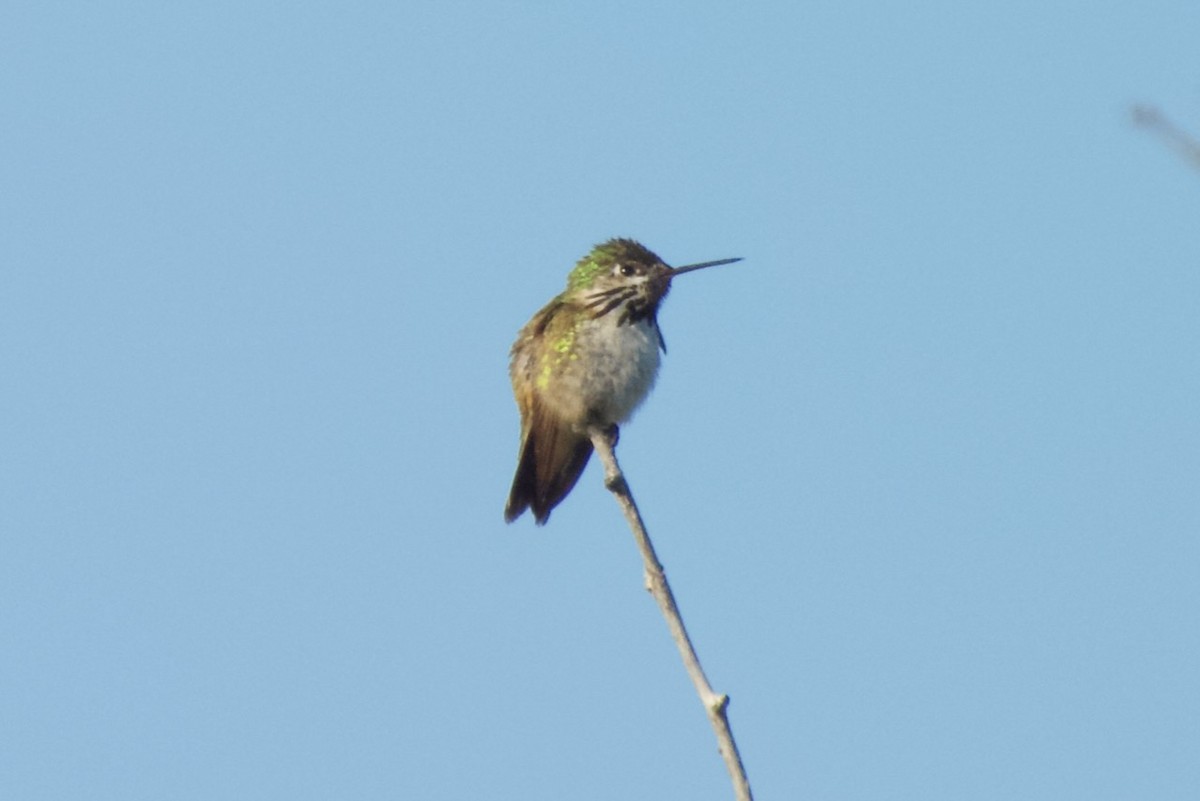 Calliope Hummingbird - Hobart Collins