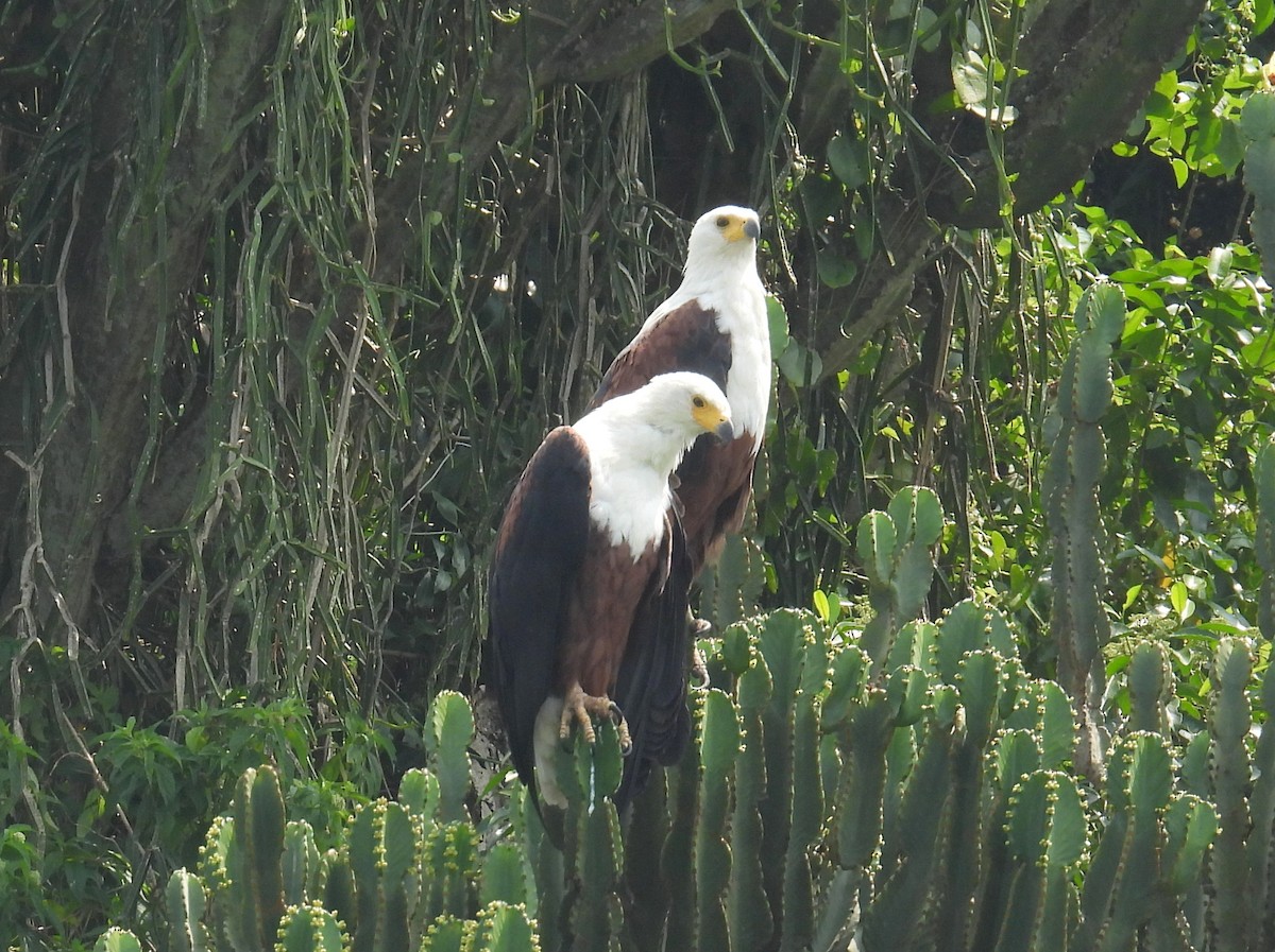 African Fish-Eagle - ML620928410