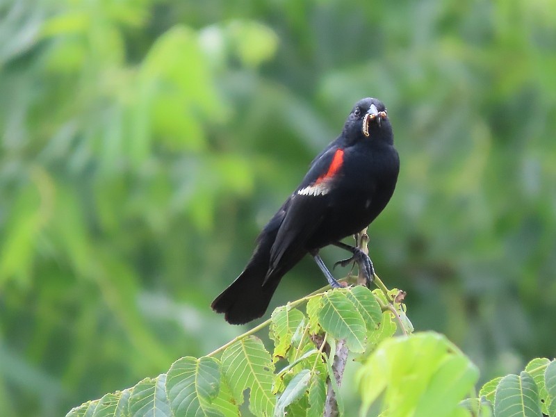 Red-winged Blackbird - ML620928428