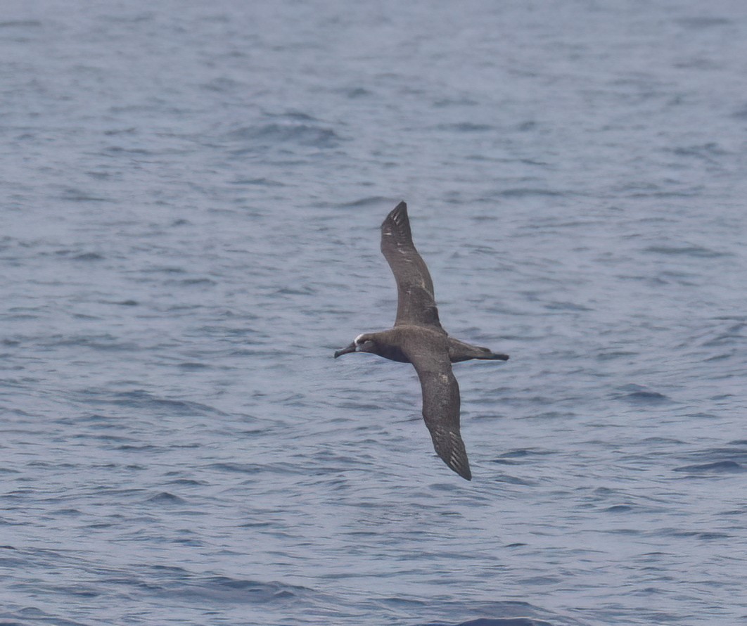 Black-footed Albatross - ML620928448