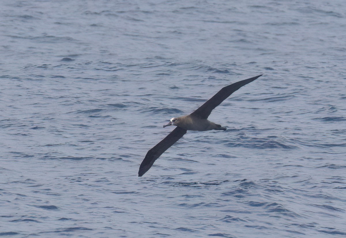 Black-footed Albatross - ML620928449