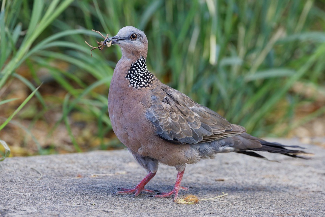 Spotted Dove - ML620928463