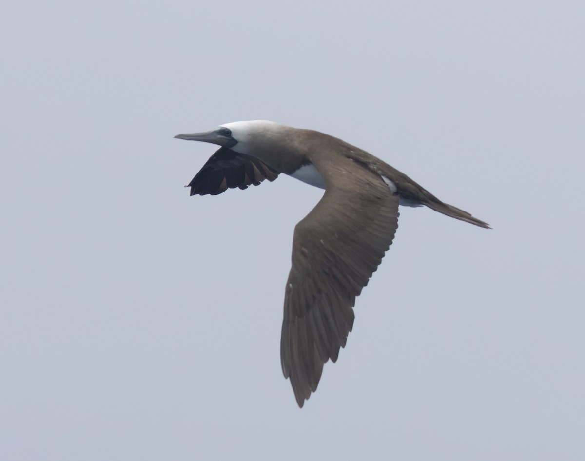 Brown Booby (Brewster's) - ML620928469
