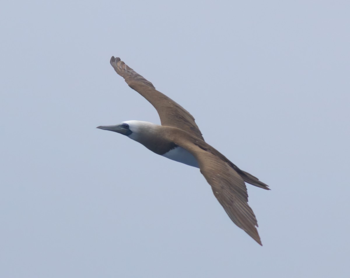 Brown Booby (Brewster's) - ML620928470