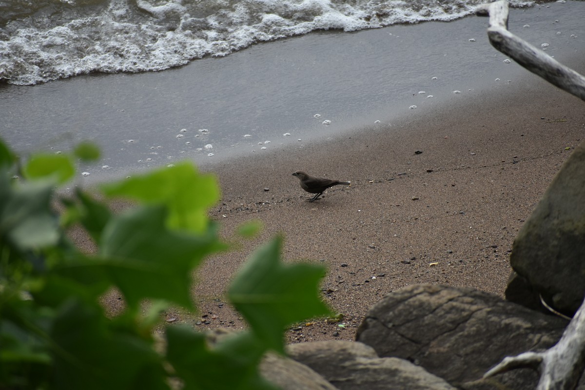 Brown-headed Cowbird - ML620928485