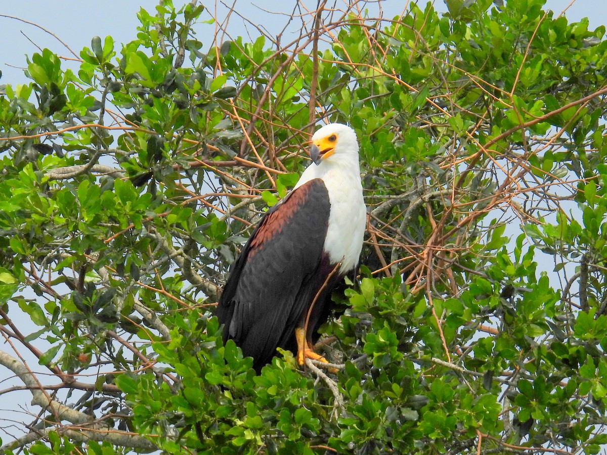 African Fish-Eagle - ML620928494