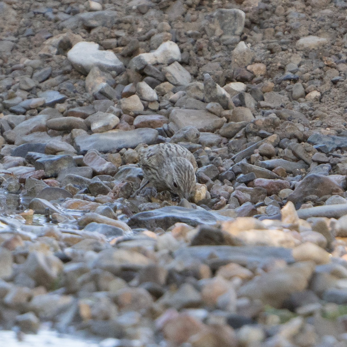 Bell's Sparrow - ML620928500