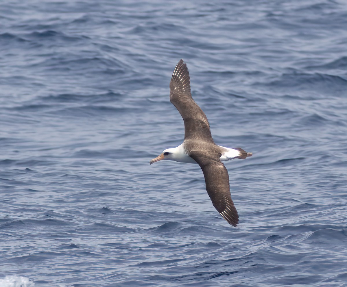 Laysan Albatross - ML620928508