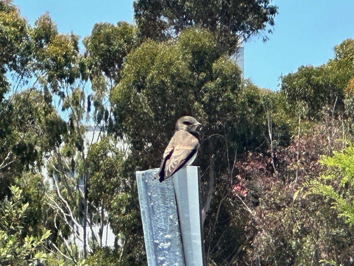 Northern Rough-winged Swallow - ML620928564