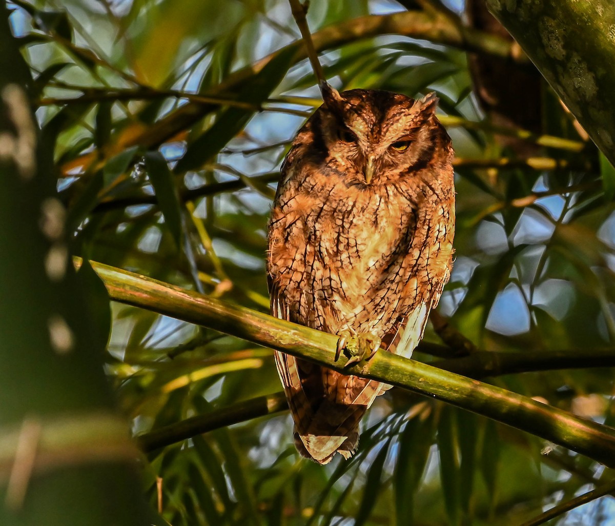 Tropical Screech-Owl - Guillermo Padierna