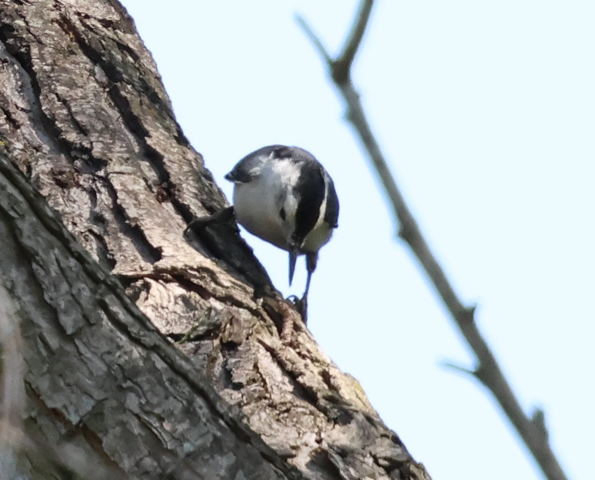 White-breasted Nuthatch - ML620928630