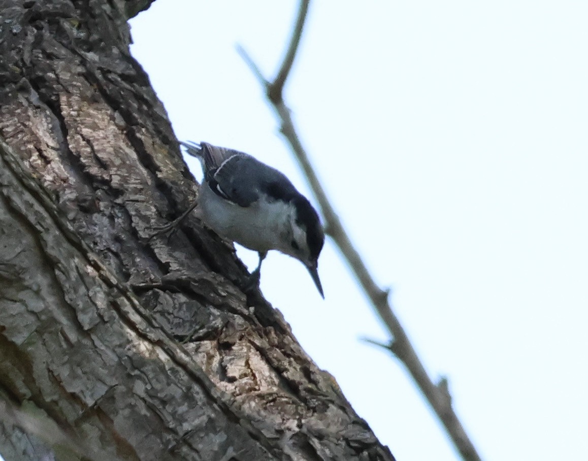 White-breasted Nuthatch - ML620928631