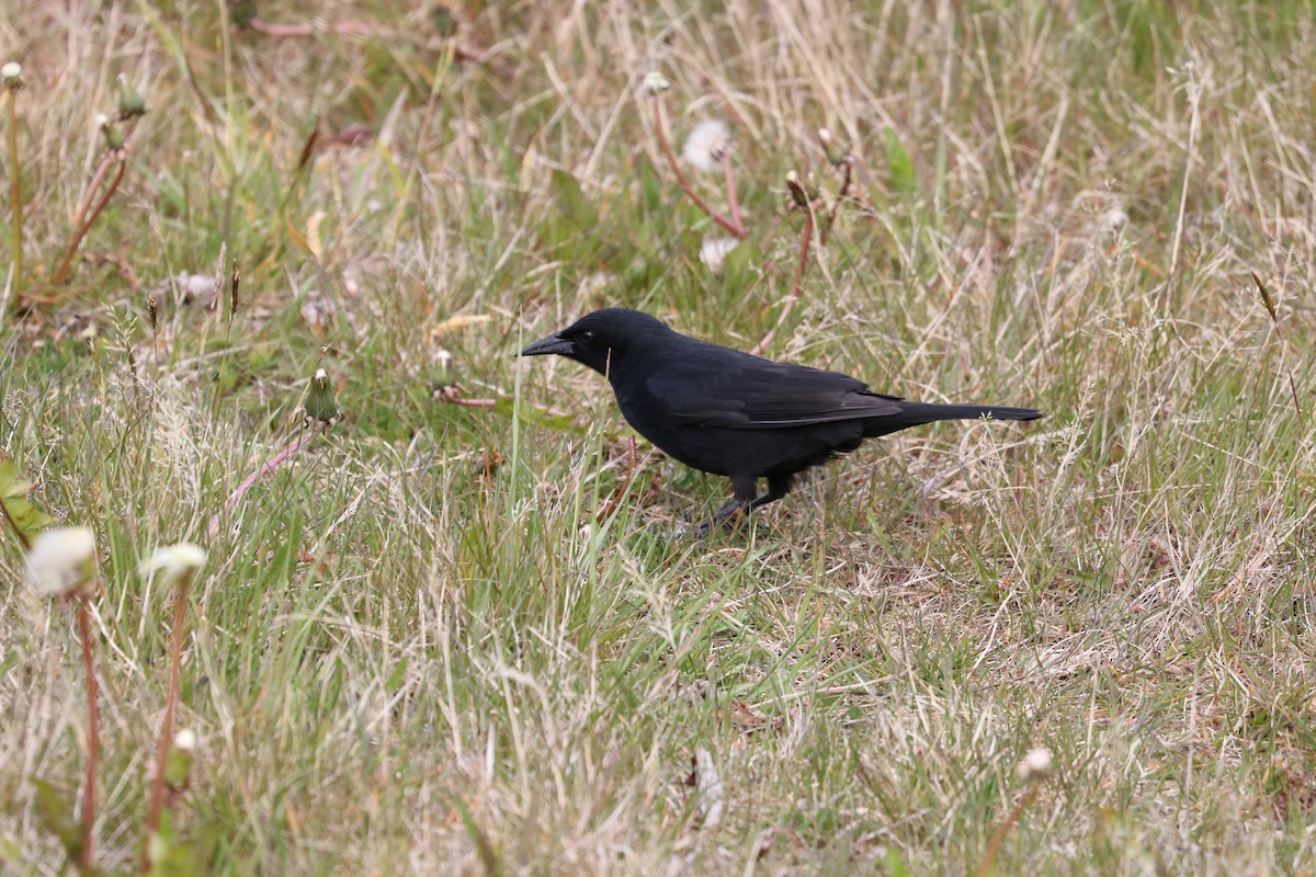 Austral Blackbird - ML620928644