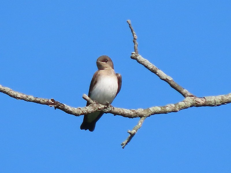 Northern Rough-winged Swallow - ML620928653