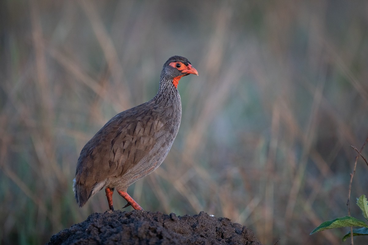 Red-necked Spurfowl - ML620928656